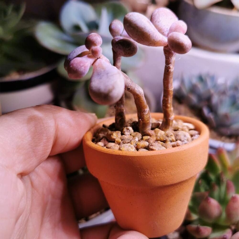 Mini Terracotta Pots with Drainage Holes - 1.5 inches Tiny Clay Nursery Pots for - Picture 2 of 5